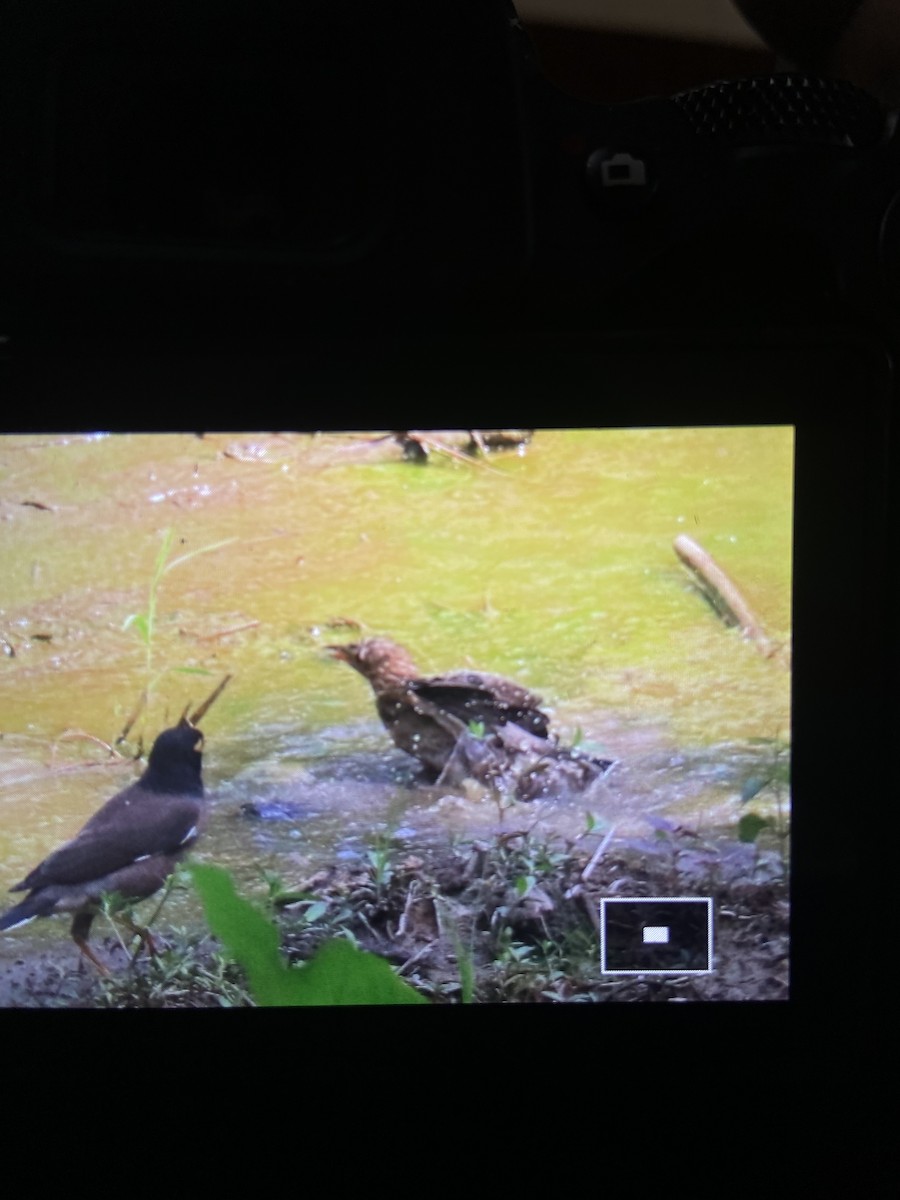 Rosy Starling - ML645151268