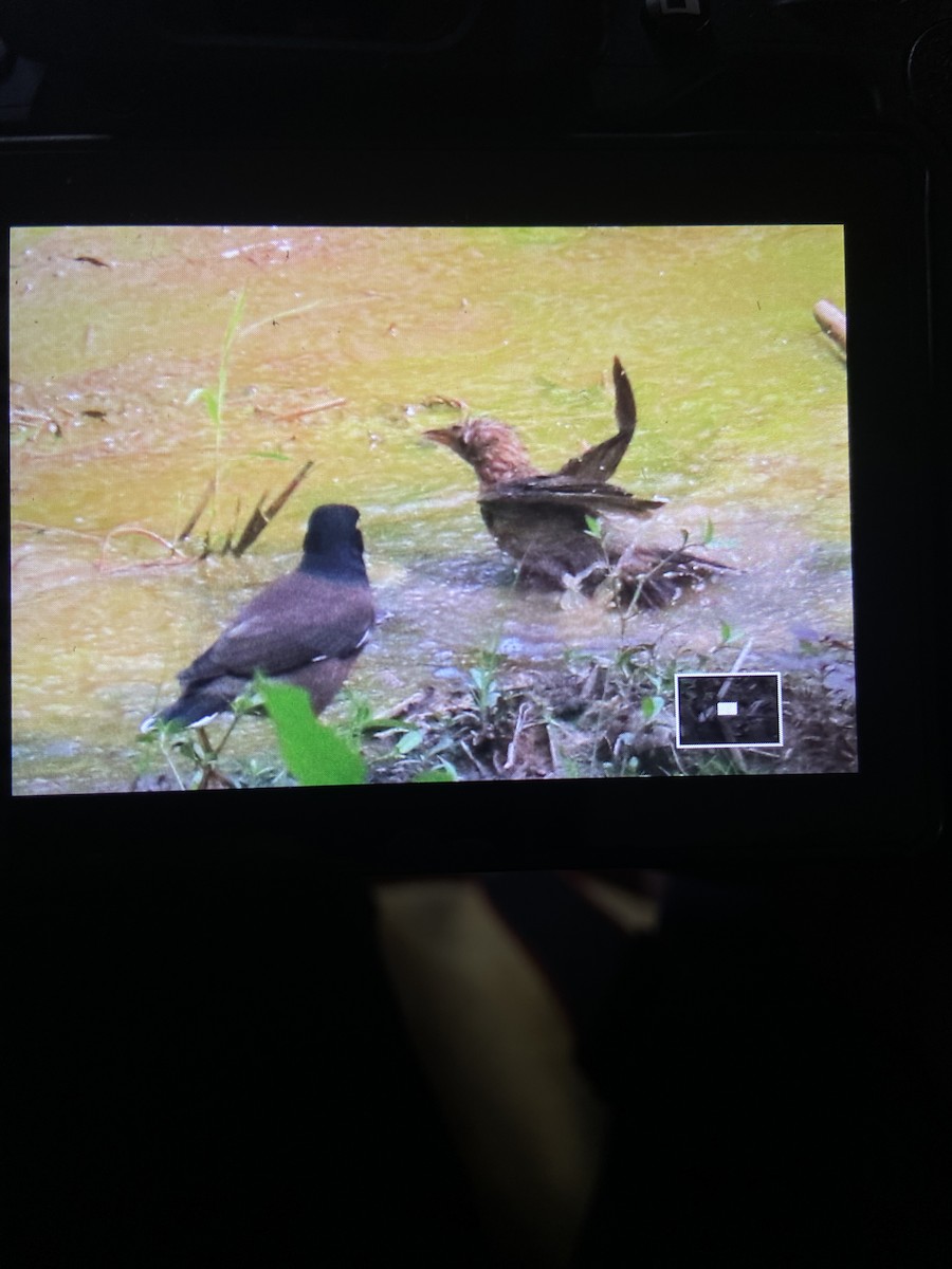 Rosy Starling - ML645151269