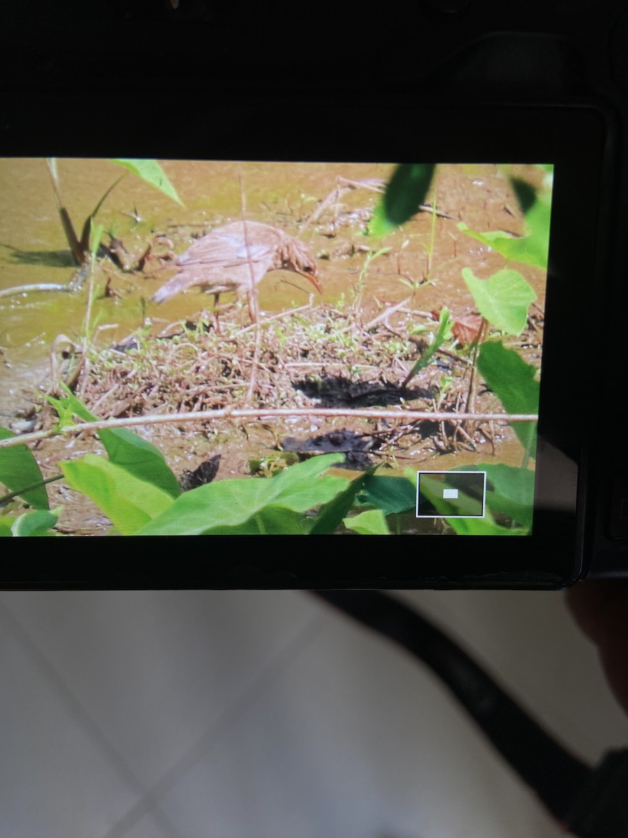 Rosy Starling - ML645151270