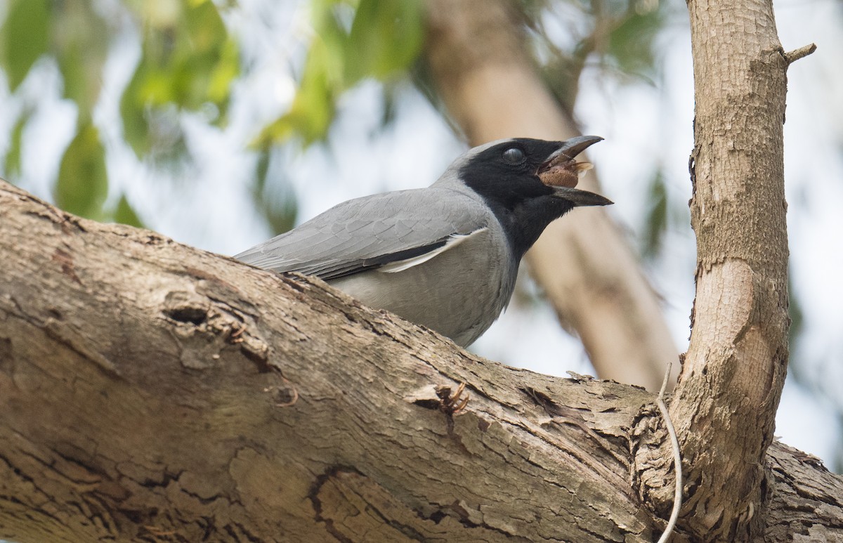 Oruguero Carinegro - ML645151271
