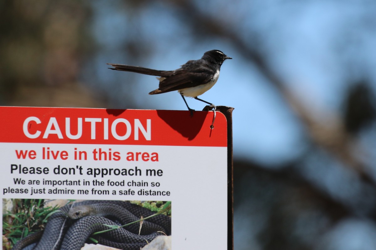 Abanico Lavandera - ML645151272