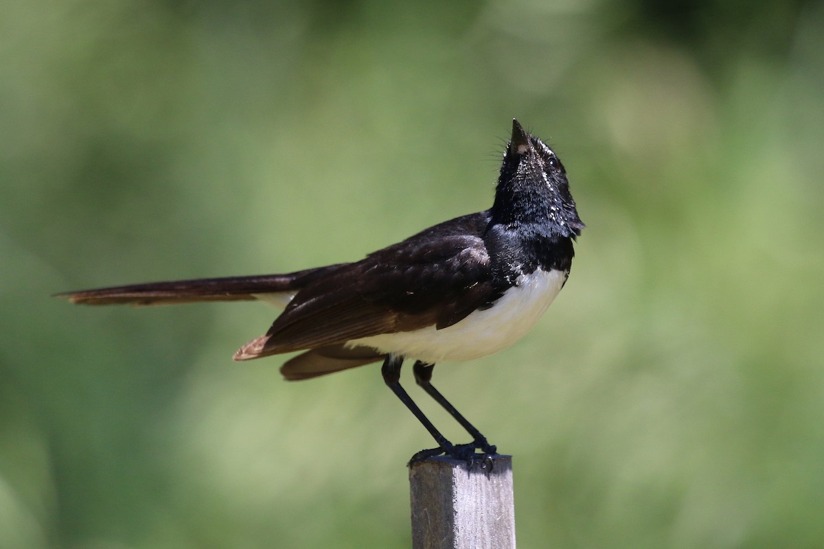 Abanico Lavandera - ML645151273