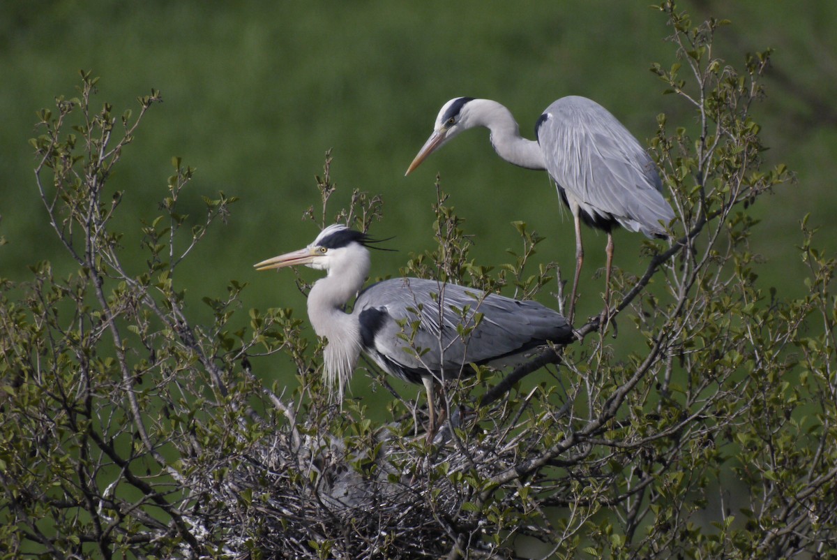 Garza Real - ML645151275