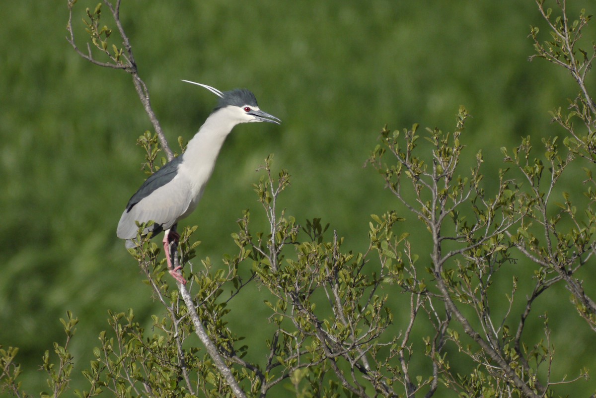 Martinete Común - ML645151277
