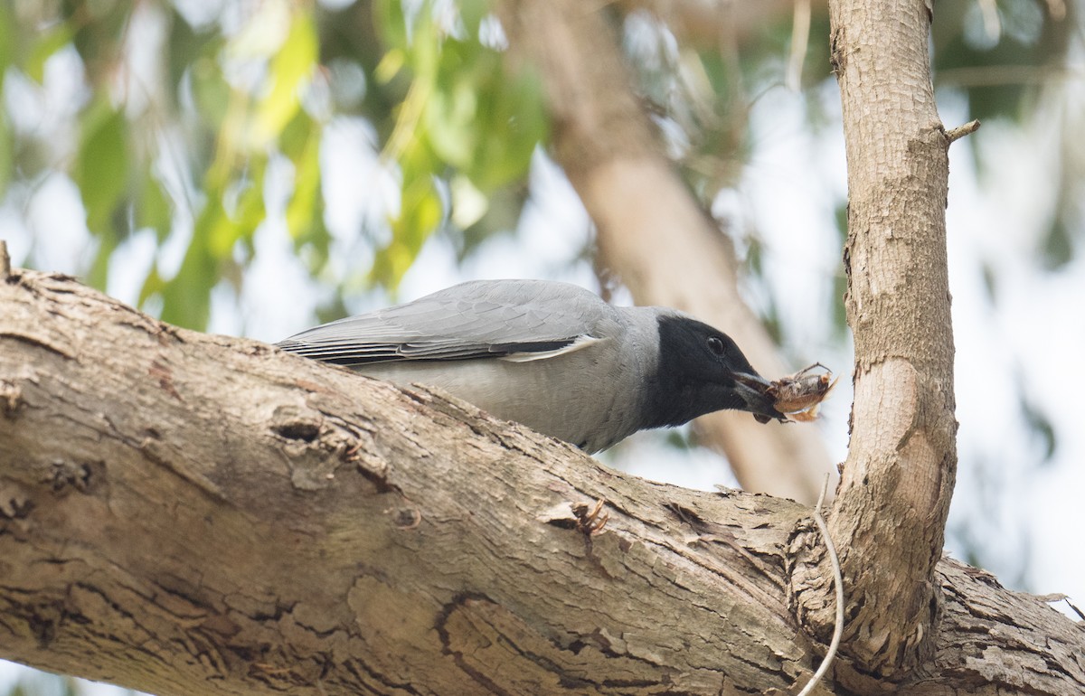 Oruguero Carinegro - ML645151278