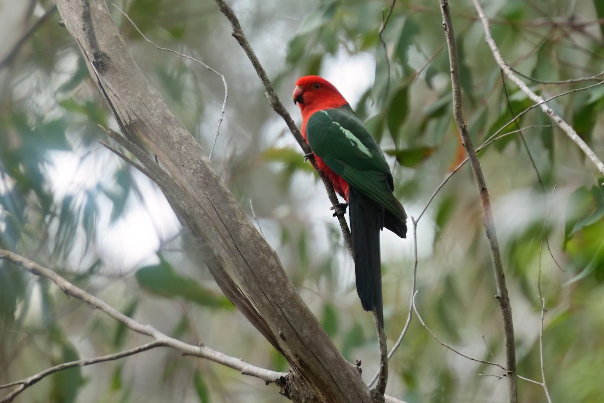 Papagayo Australiano - ML645151279