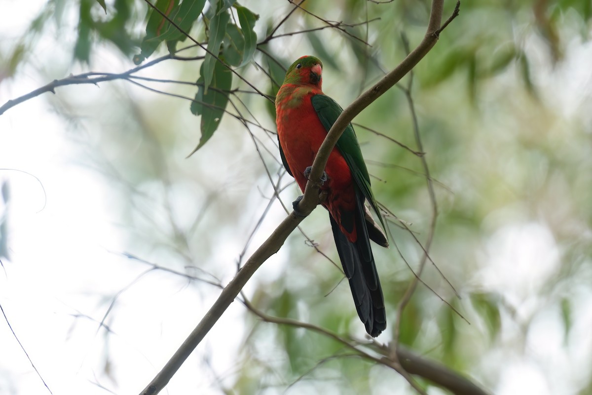 Papagayo Australiano - ML645151280