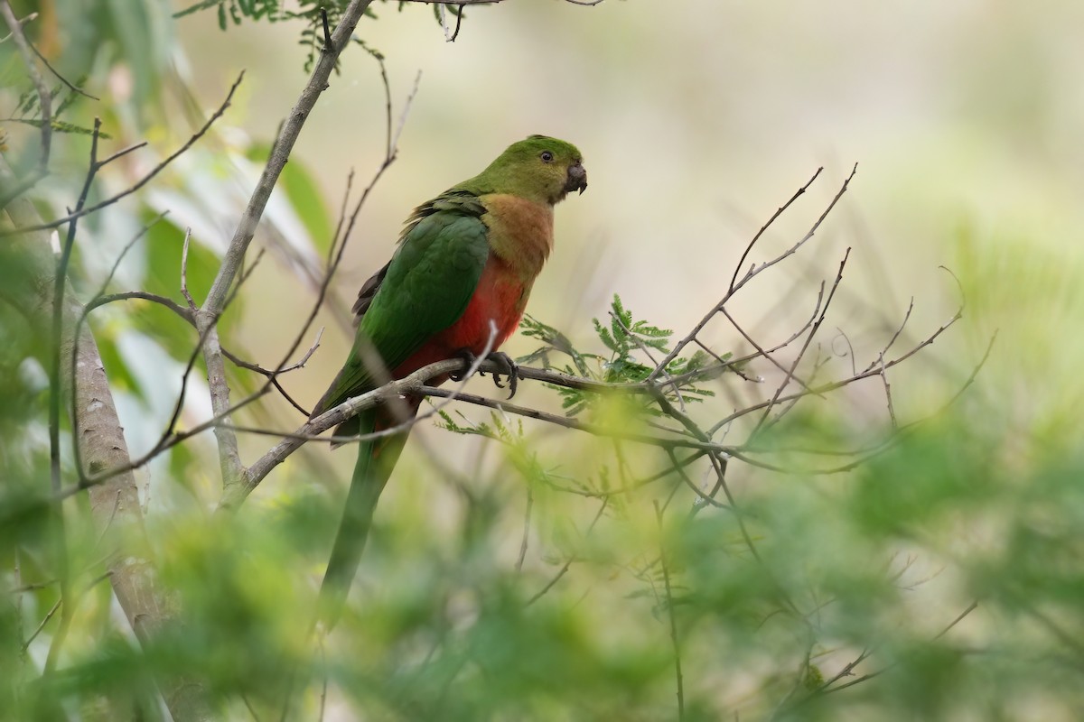 Papagayo Australiano - ML645151281