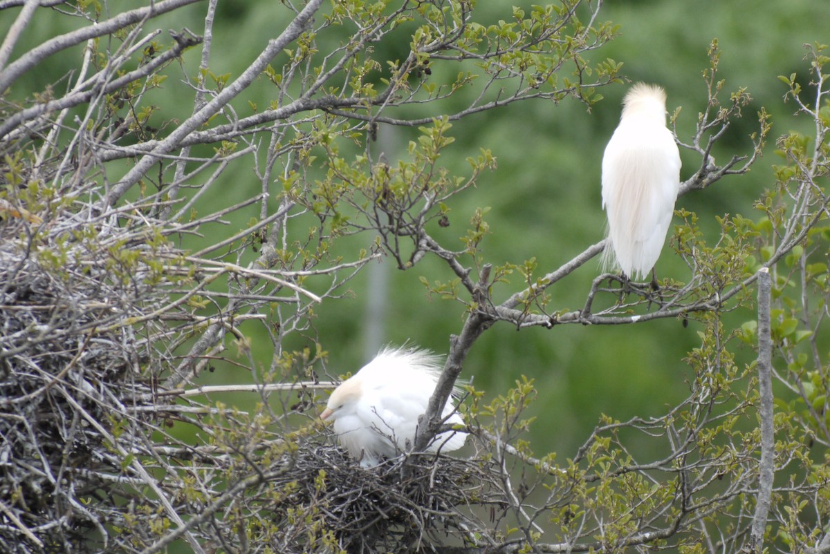 Garcilla Bueyera Occidental - ML645151282