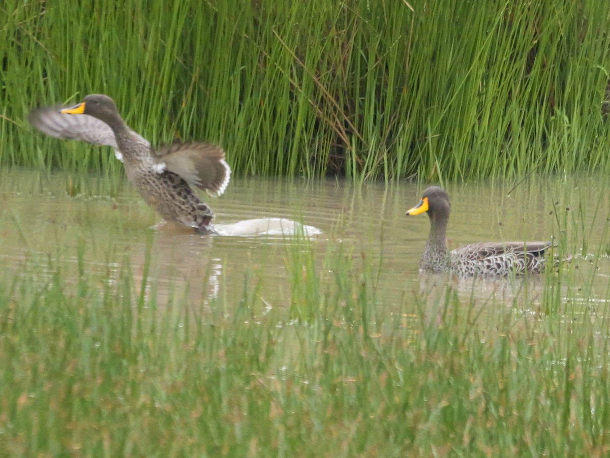 Ánade Picolimón - ML645151283