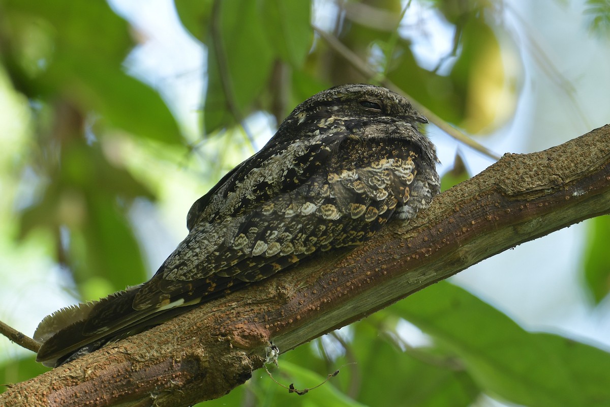 Gray Nightjar - ML645151284