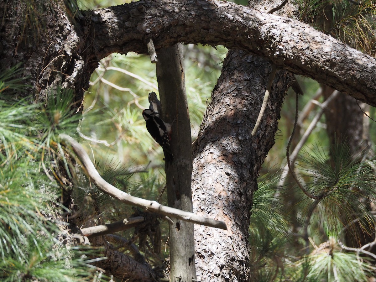Pico Picapinos (Canario) - ML645151285