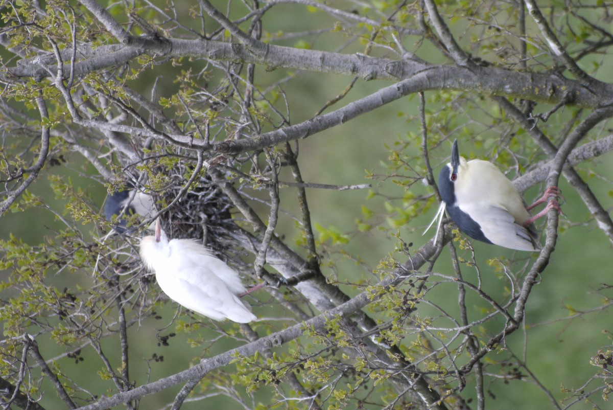 Garcilla Bueyera Occidental - ML645151286