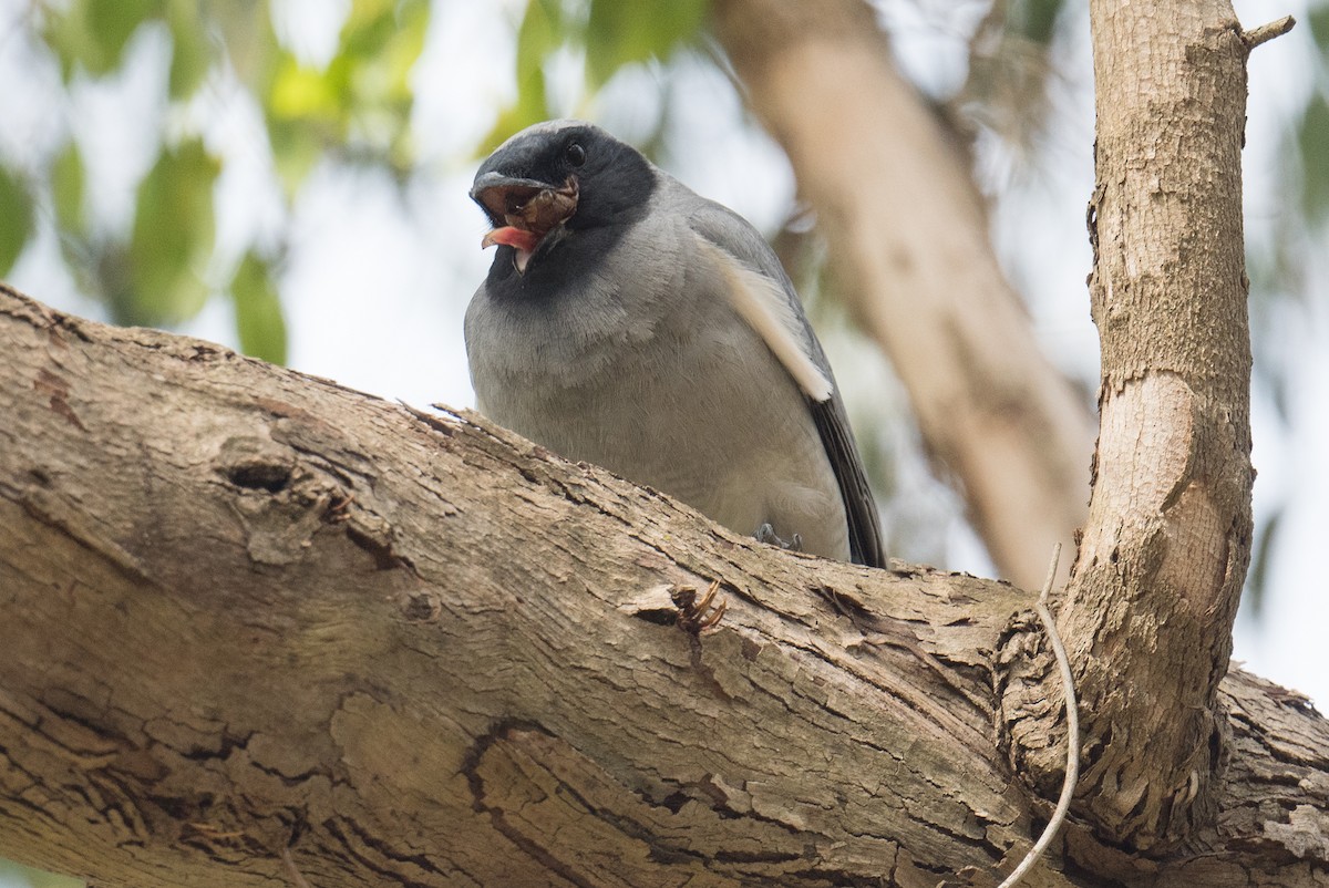 Oruguero Carinegro - ML645151287