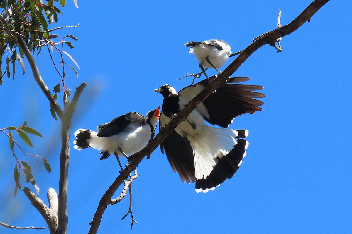 Grallina Australiana - ML645151291