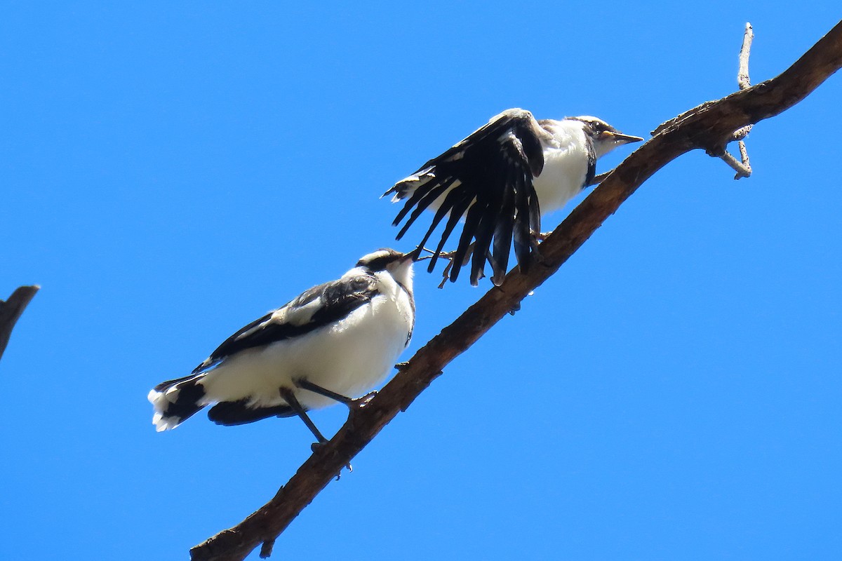 Grallina Australiana - ML645151292