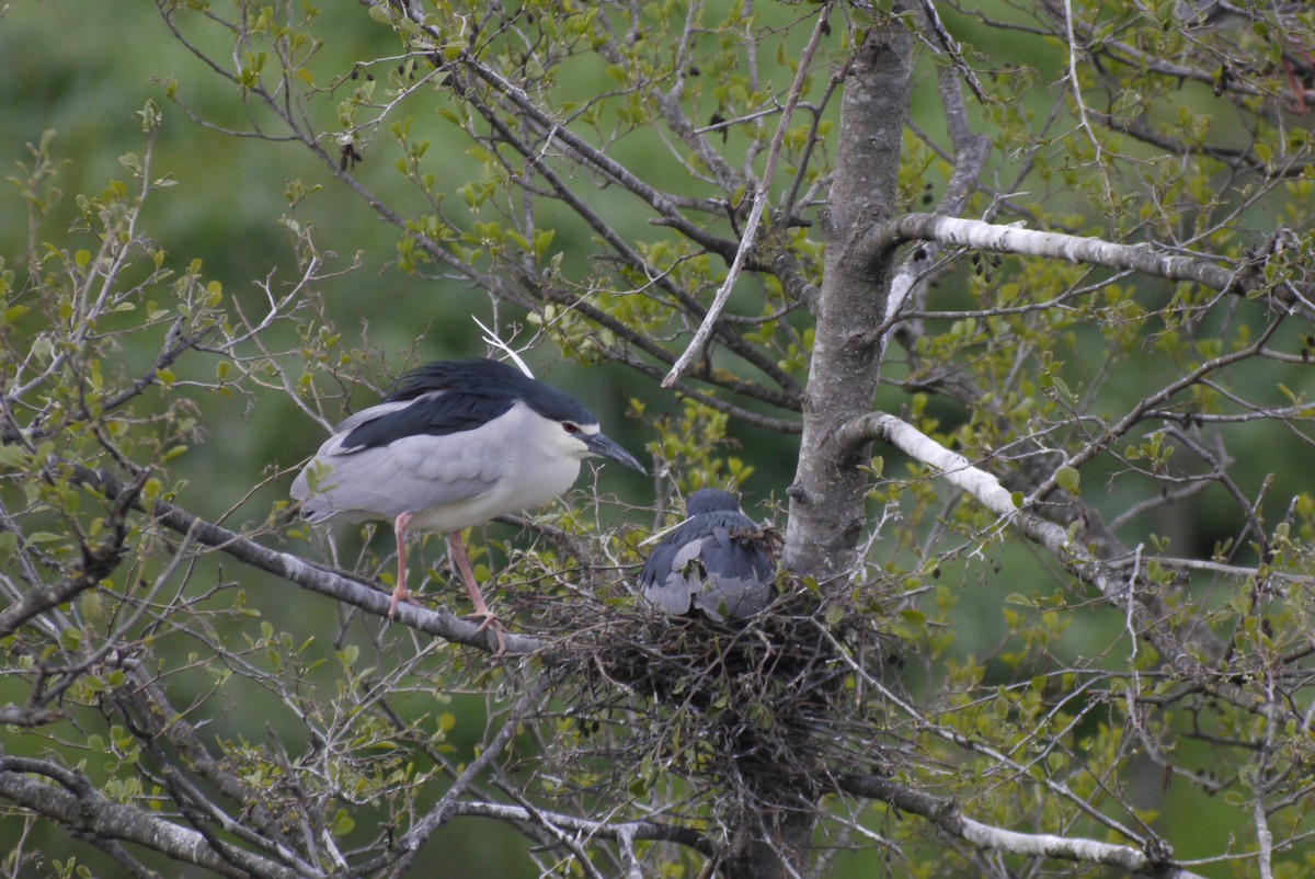 Martinete Común - ML645151293