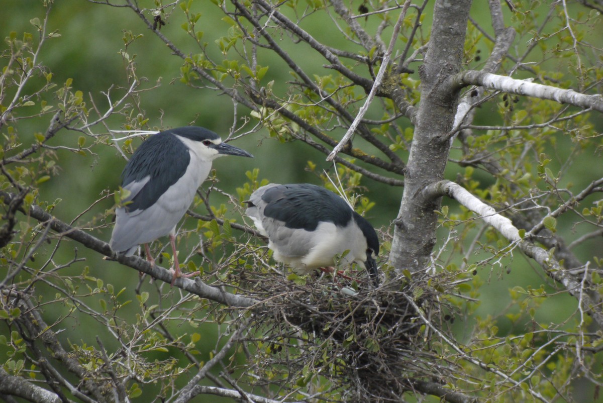 Martinete Común - ML645151294