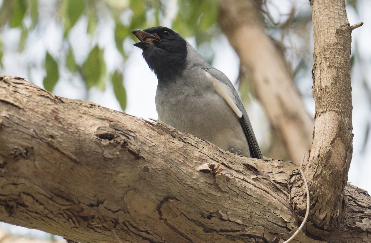 Oruguero Carinegro - ML645151299