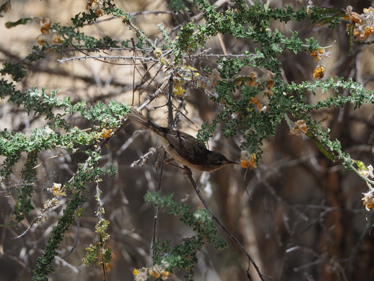 Canary Islands Chiffchaff - ML645151300