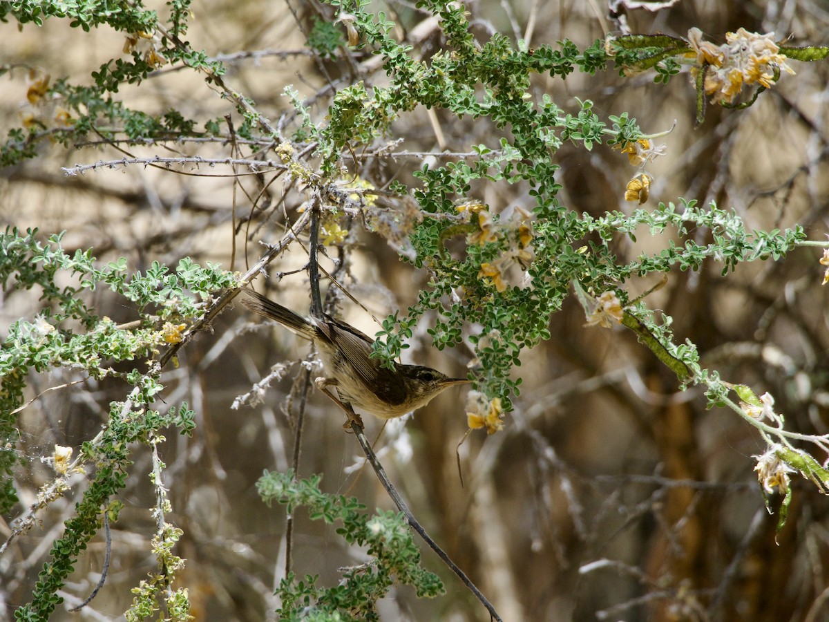 Canary Islands Chiffchaff - ML645151306
