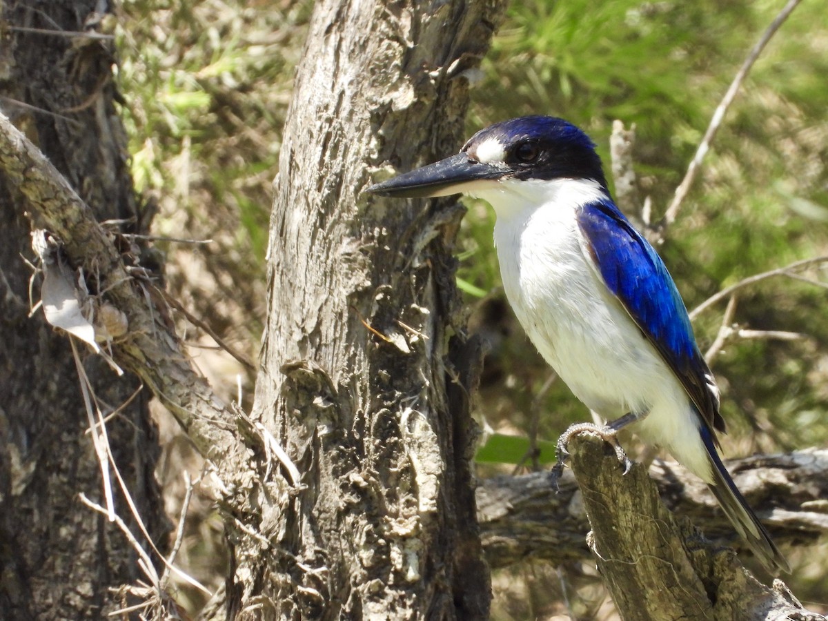 Forest Kingfisher - ML645151307