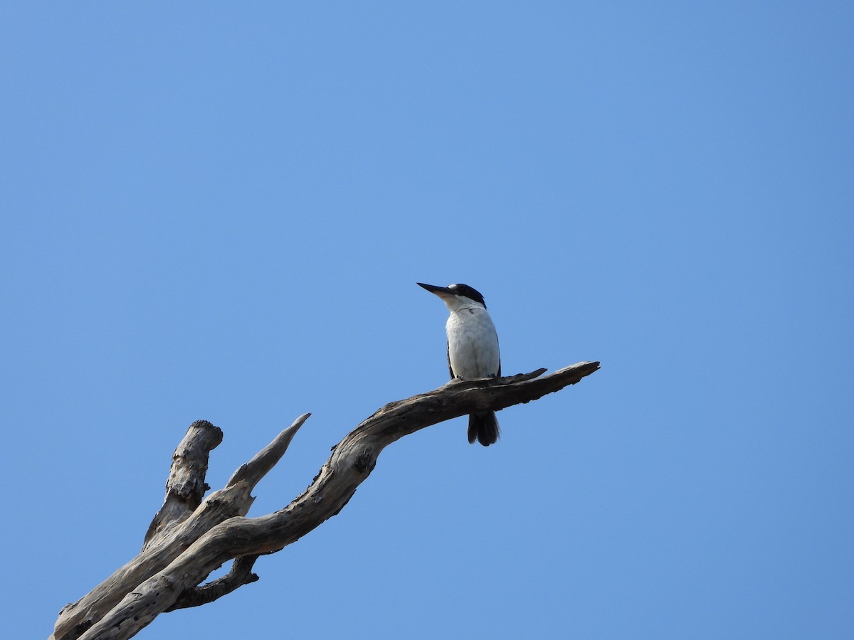 Forest Kingfisher - ML645151308