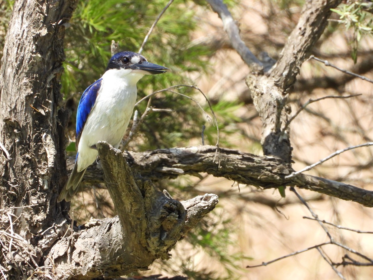Forest Kingfisher - ML645151309