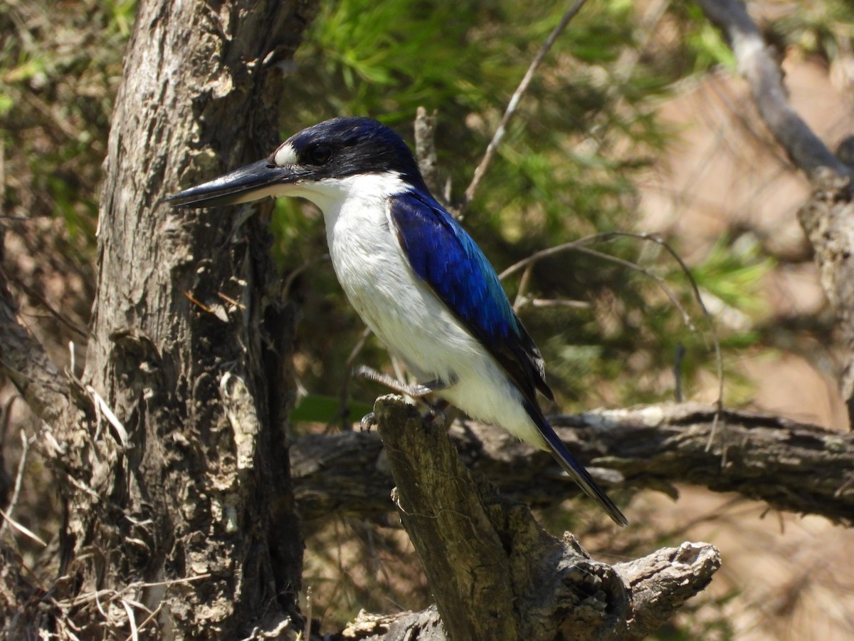 Forest Kingfisher - ML645151310