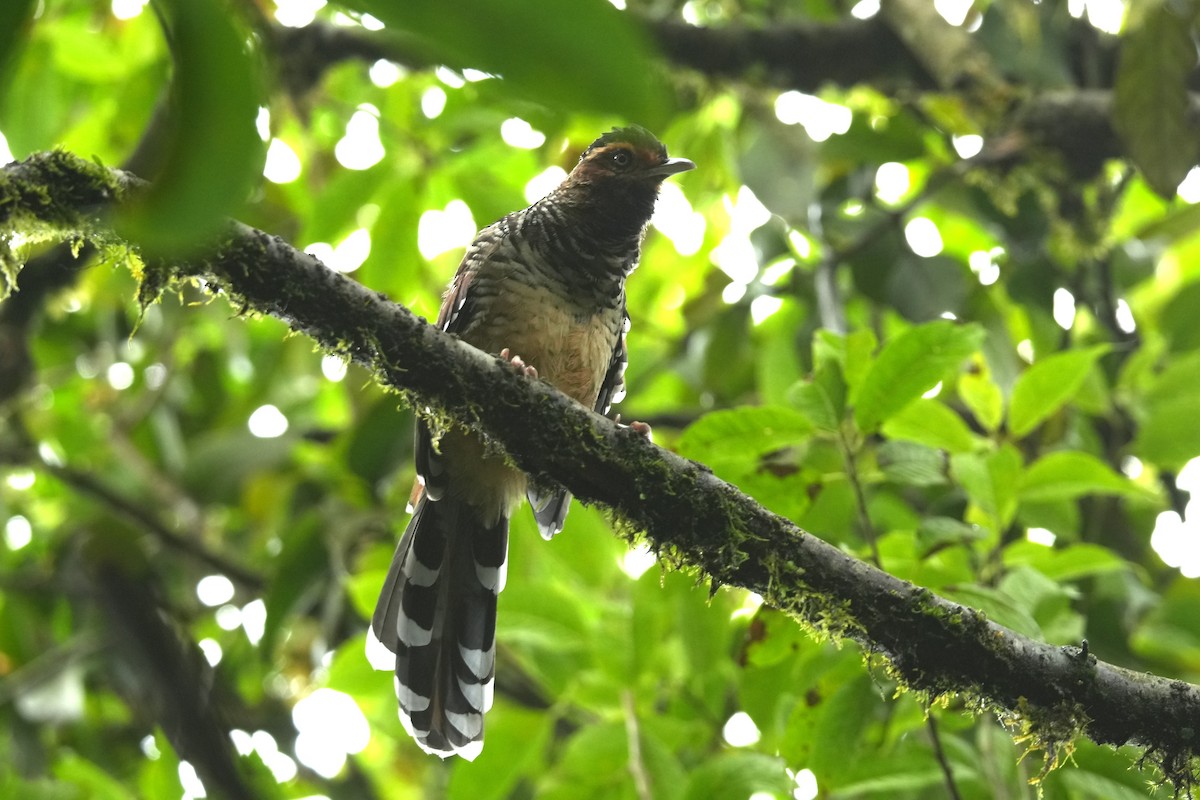 Spotted Laughingthrush - ML645151317