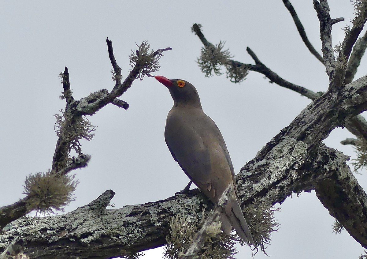 Red-billed Oxpecker - ML645151335