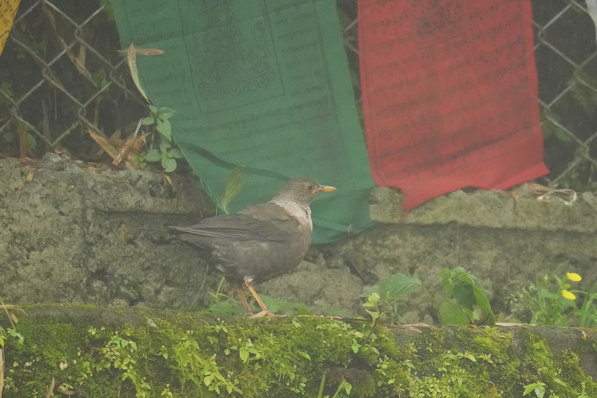 White-collared Blackbird - ML645151350