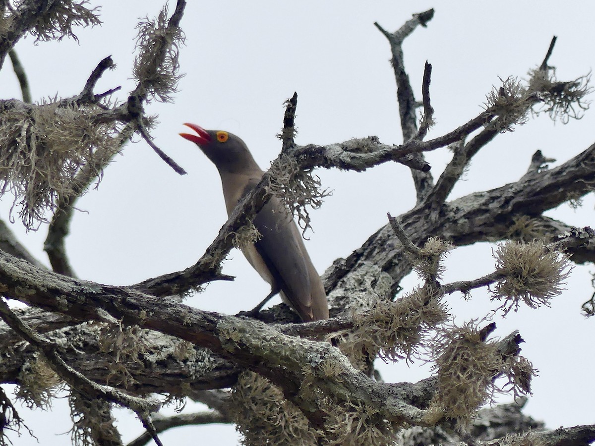 Red-billed Oxpecker - ML645151357