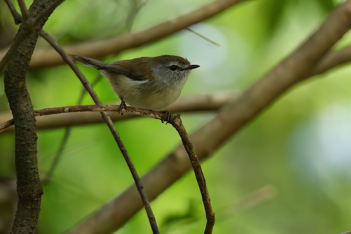 チャイロセンニョムシクイ - ML645151363