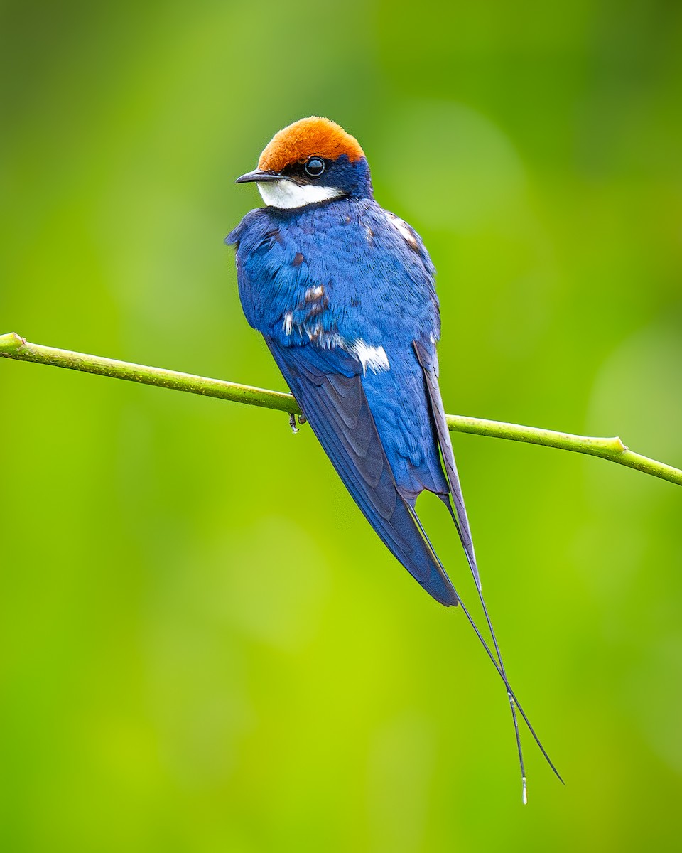 Wire-tailed Swallow - ML645151384