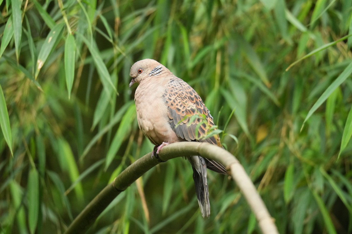 Oriental Turtle-Dove - ML645151388