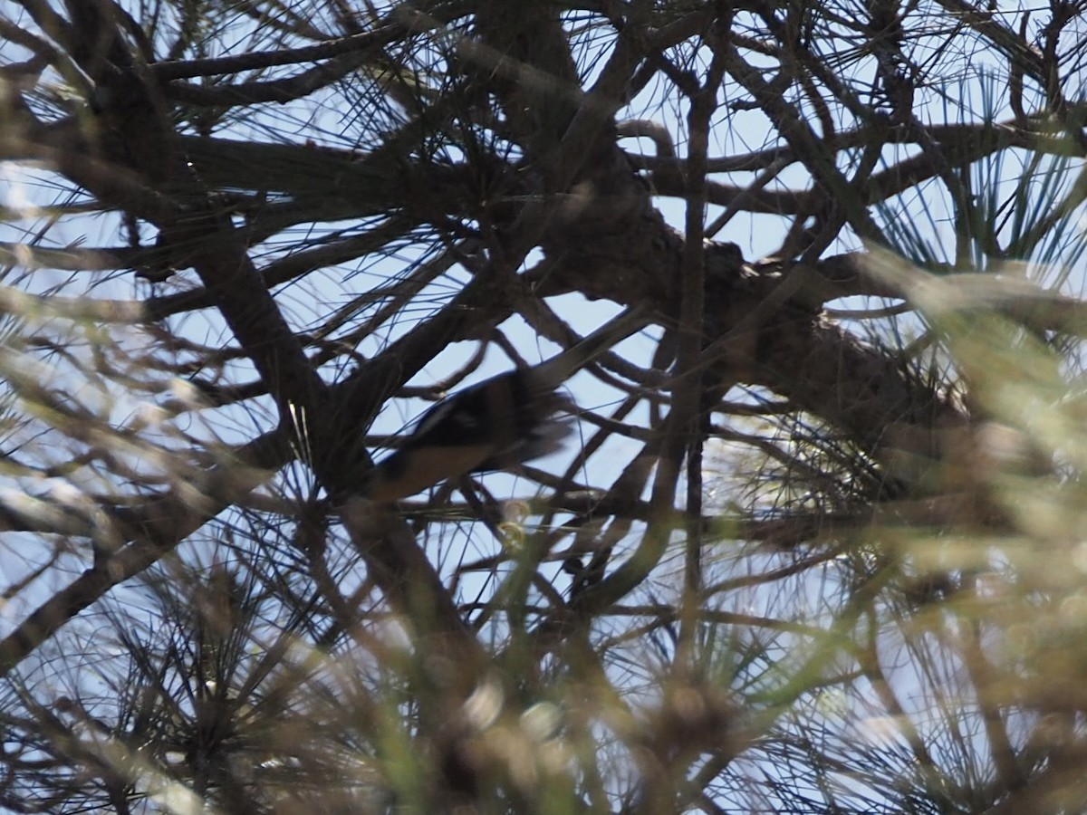Canary Islands Chaffinch - ML645151395