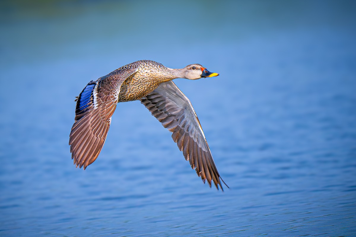 Indian Spot-billed Duck - ML645151398