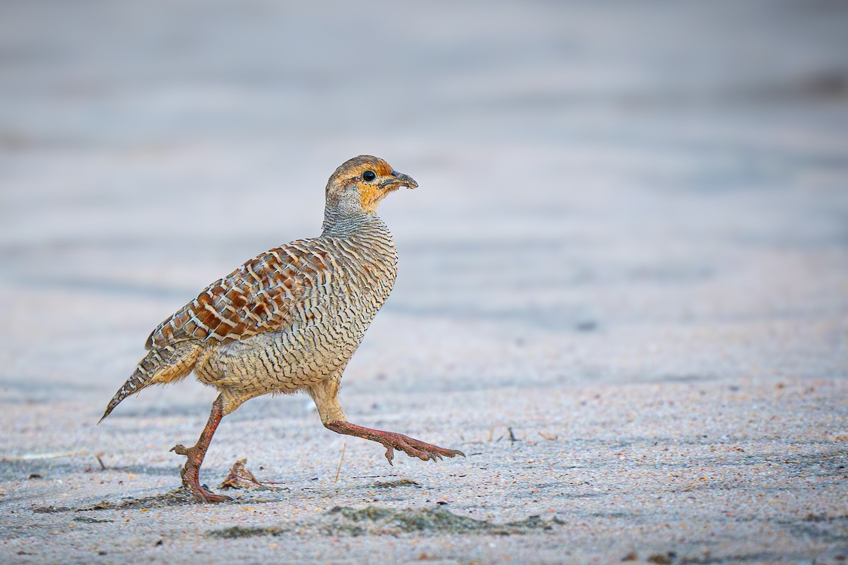 Gray Francolin - ML645151402