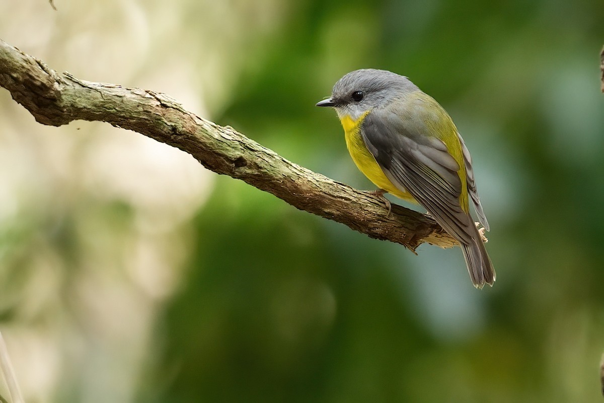 Doğulu Sarı Bülbül - ML645151404