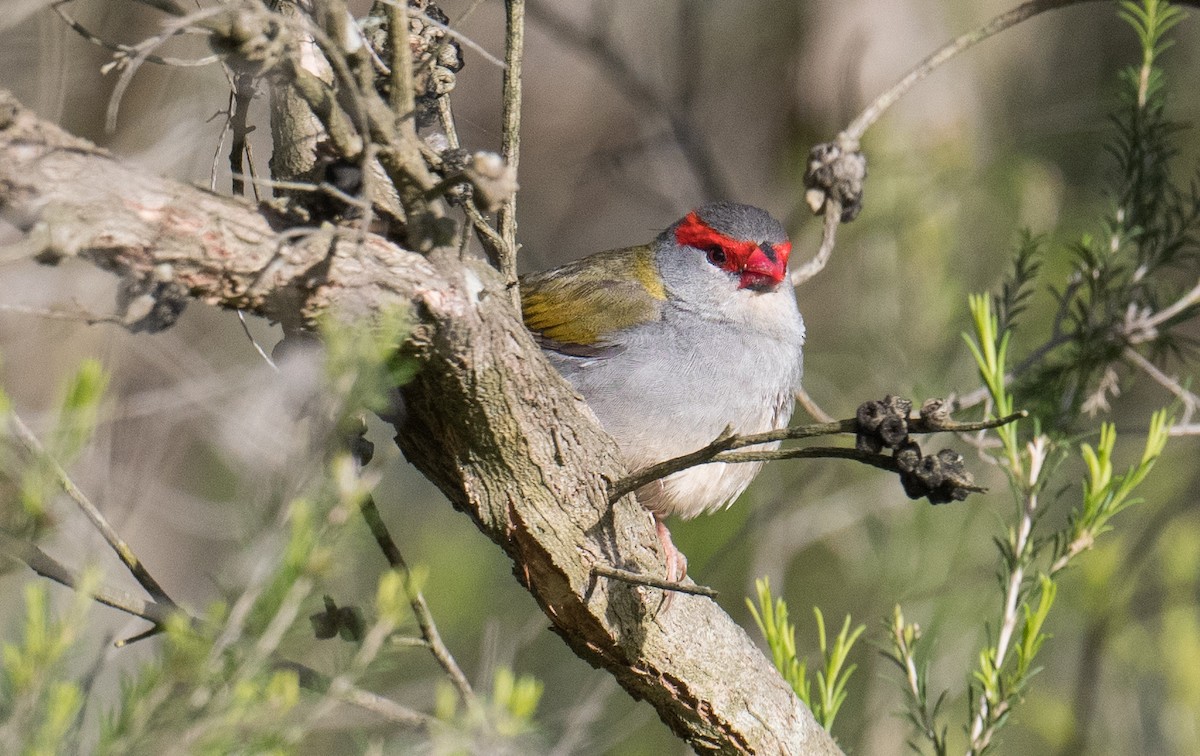 Red-browed Firetail - ML645151405