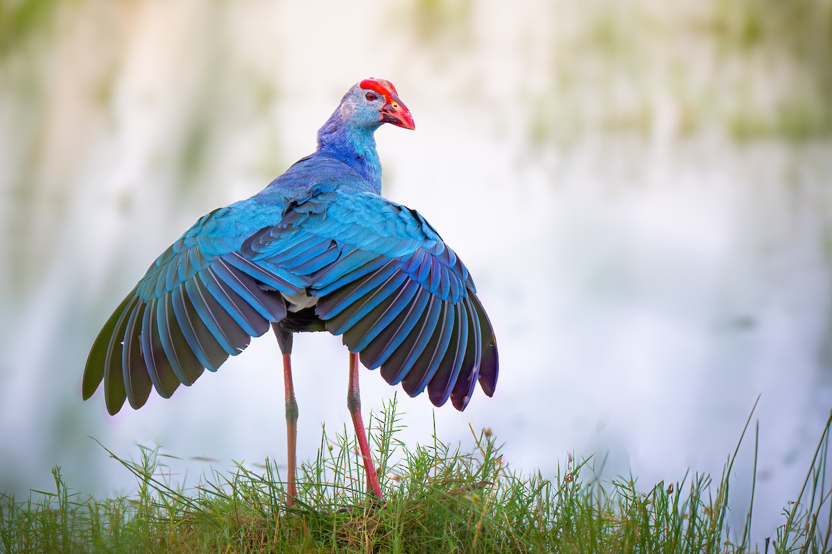 Gray-headed Swamphen - ML645151406