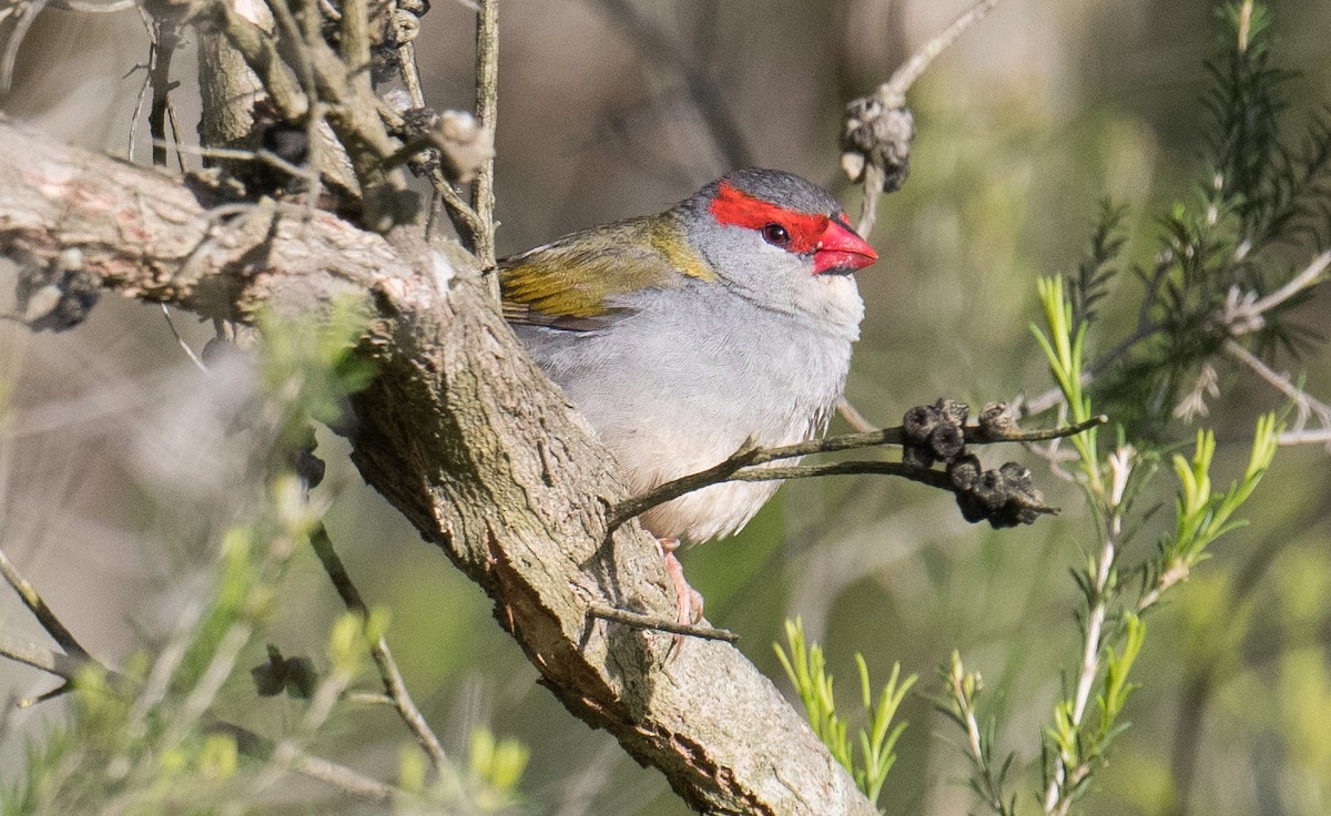 Red-browed Firetail - ML645151408