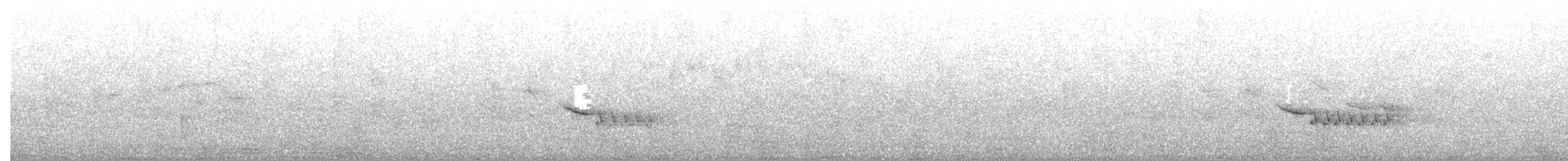 Roststirn-Dornschnabel - ML645151410