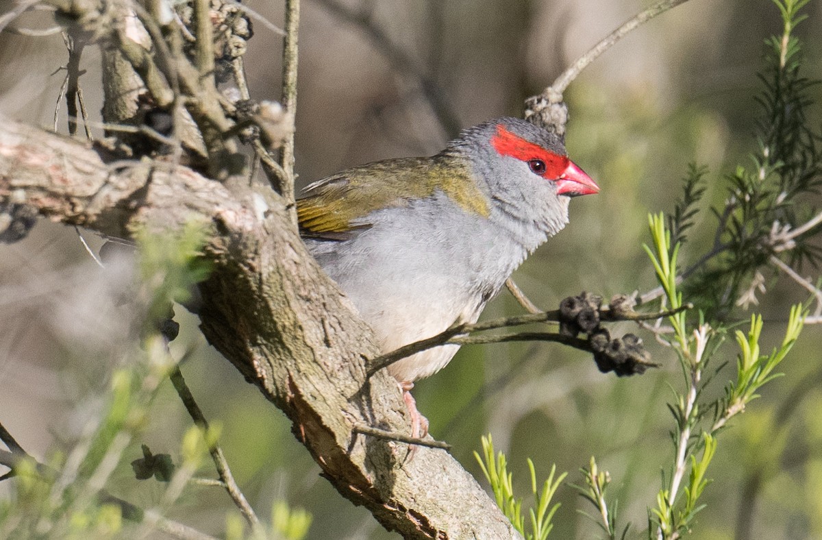 Red-browed Firetail - ML645151413