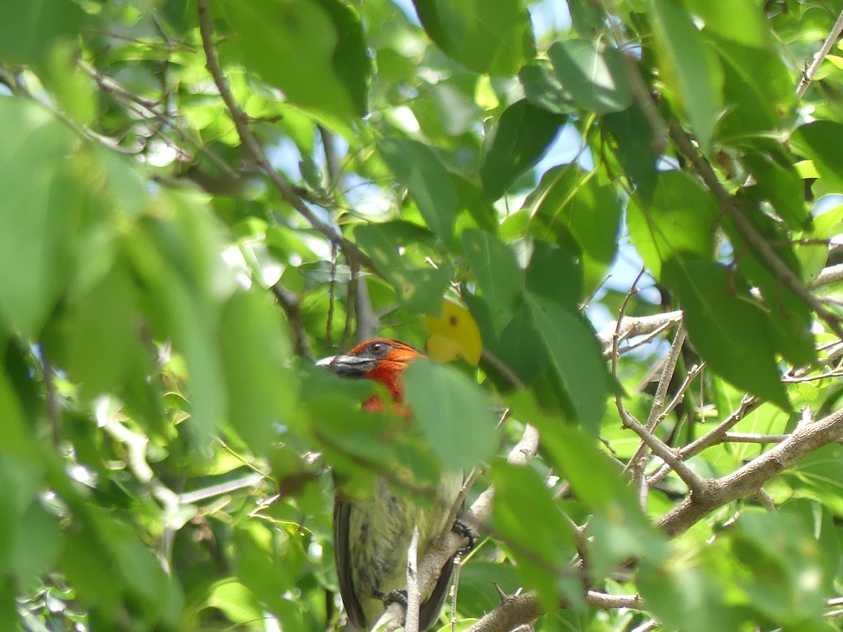 Black-collared Barbet - ML645151414