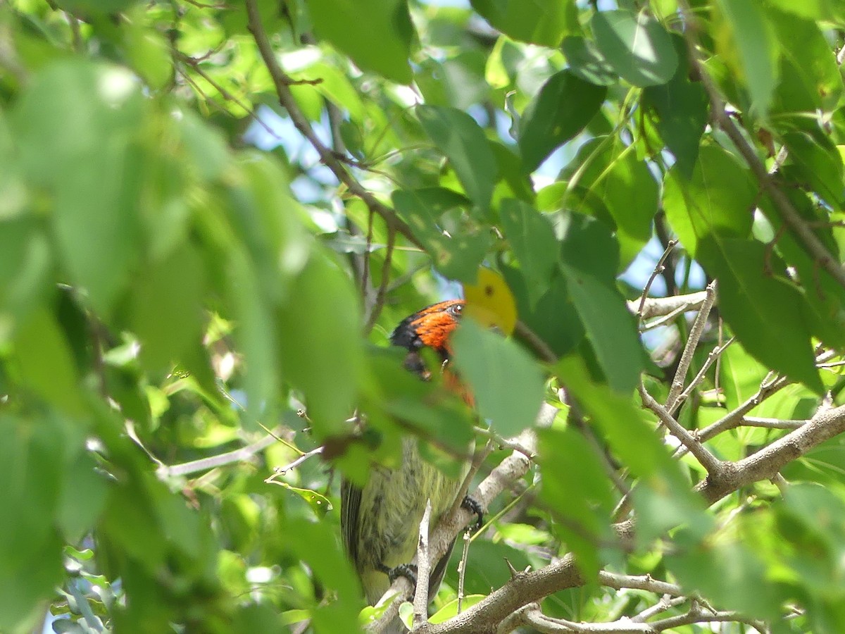 Black-collared Barbet - ML645151415