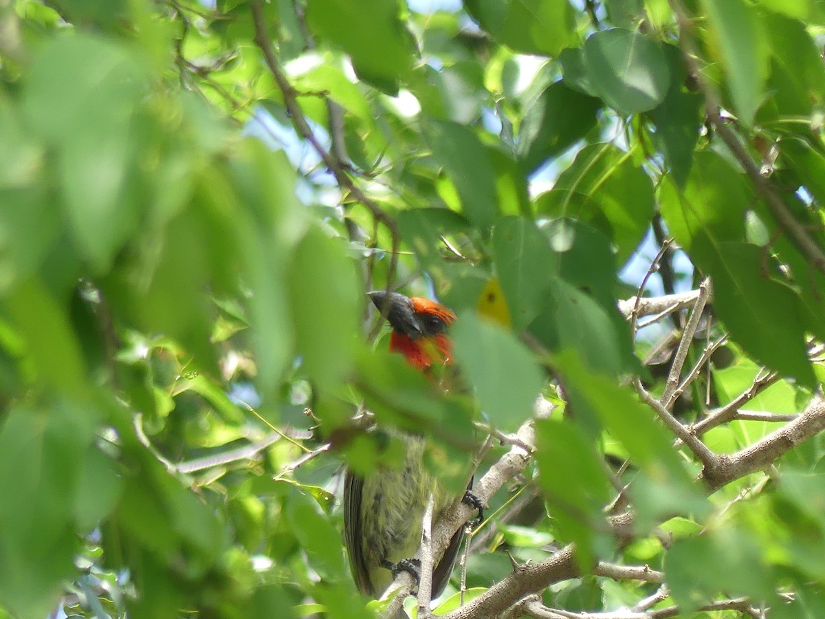 Black-collared Barbet - ML645151416
