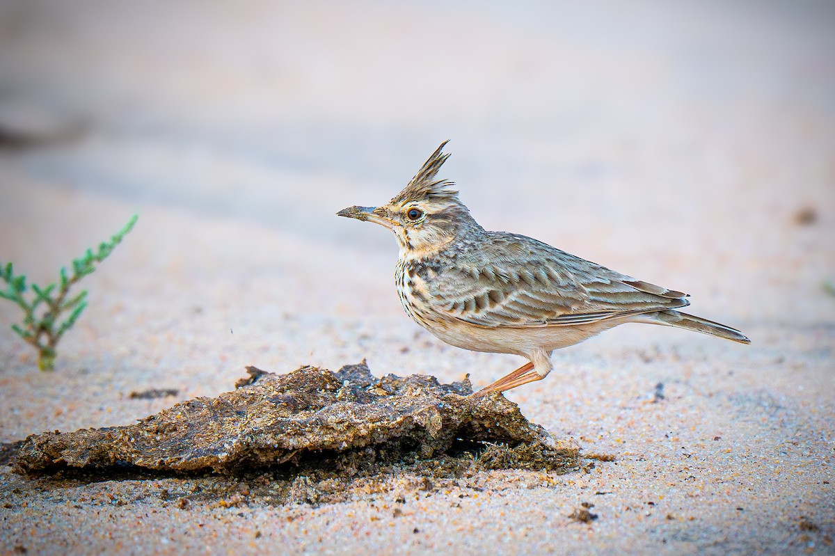 Crested Lark - ML645151417