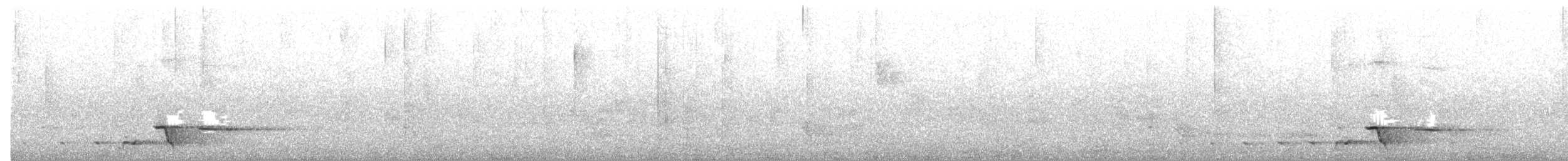 Weißzügel-Dickkopf - ML645151420